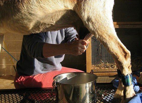 Raw Goat Milk – Get Amazing Benefits of Drinking Goat Milk?