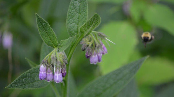 Make Comfrey Oil – It is a Carpel Tunnel Natural Remedy!