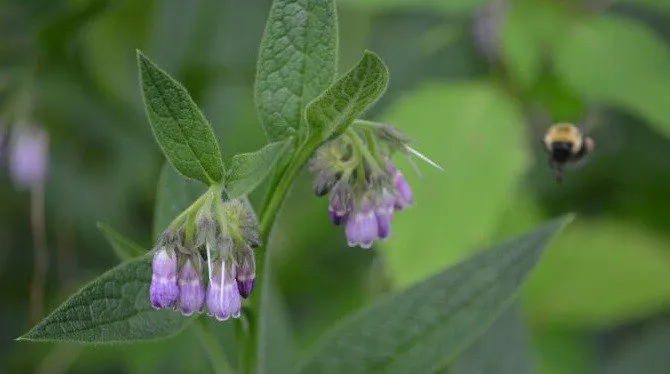 Make Comfrey Oil – It is a Carpel Tunnel Natural Remedy!