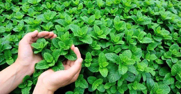 Peppermint Essential Oil How to get The Most Benefit