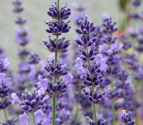 Lavender Essential Oil Aromatherapy Relaxation In The Air