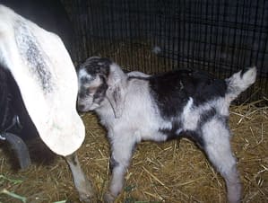 cute baby goat pictures