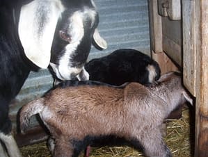 cute goat pictures