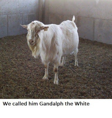 gandalf the cute goat