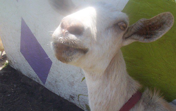 Warning – Photos of Goats