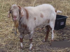 raising goats for beginners