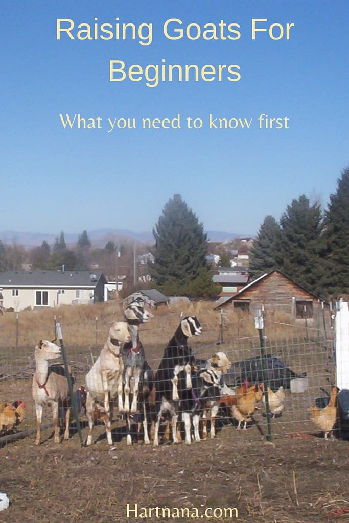 what you need to know about raising goats