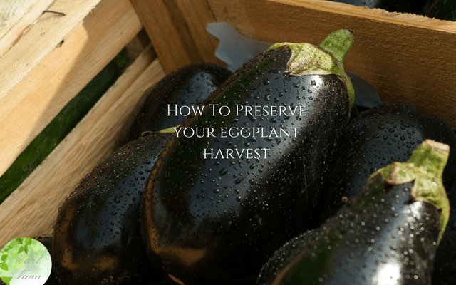 How to preserve your eggplants - 3 mouth watering ways