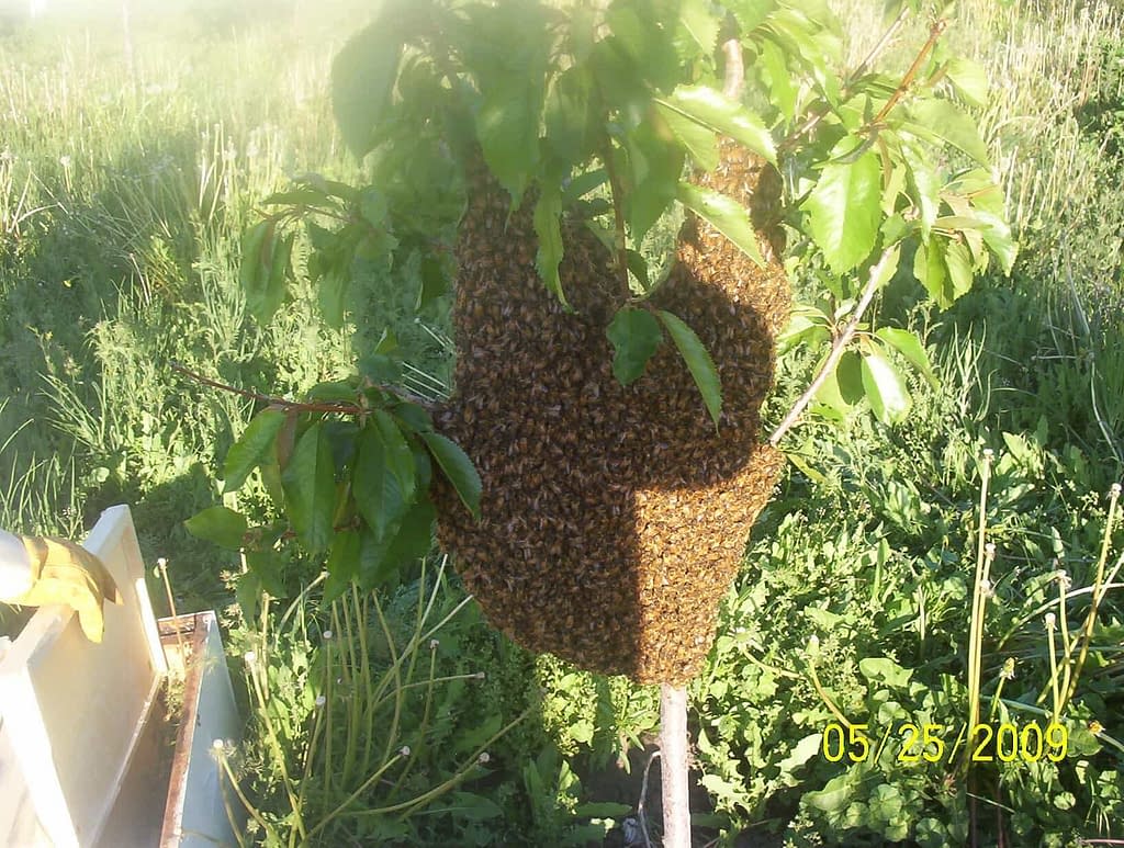 bee swarm - beginner's guide to keep bees
