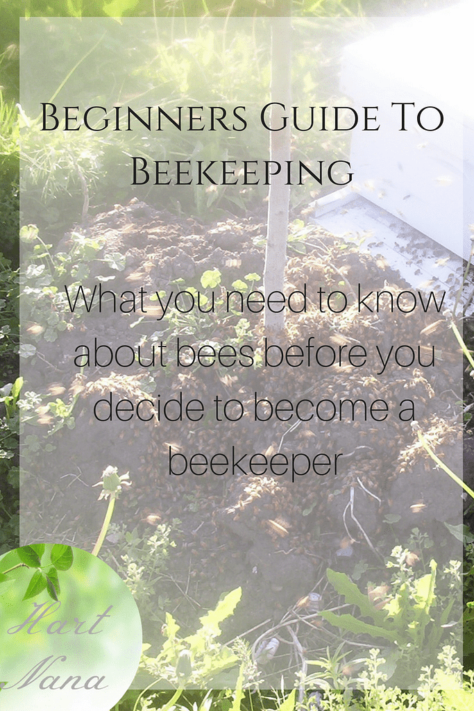 beginners guide to keeping bees