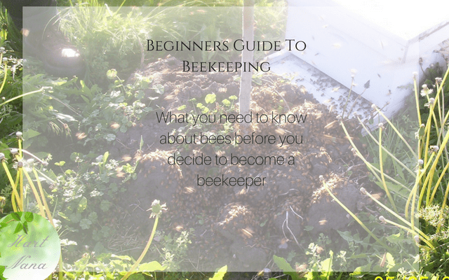 How to Beginners Guide to Keeping Bees – Don’t Be Afraid