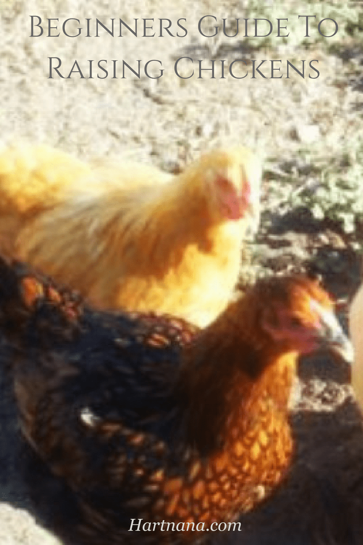 beginners-guide-to-raising-chickens-everything-you-need-to-know