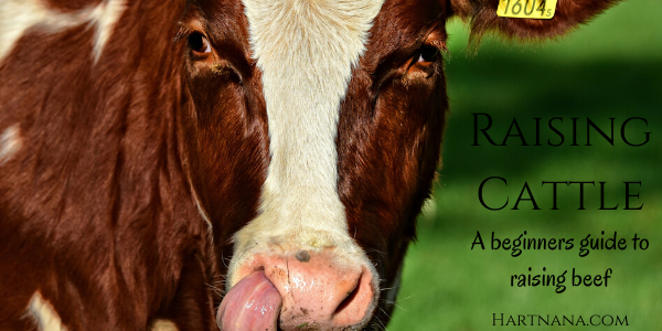 Raising Cattle - beginners guide to keeping beef cattle #cattle #cows #raisingbeef #homesteadbeef