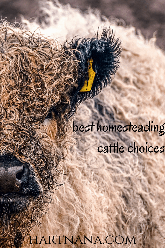 which type of cattle is best for homesteading
