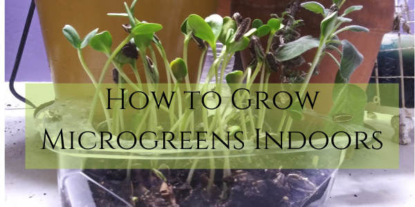 How to grow microgreens indoors #microgreens #indoorgardening