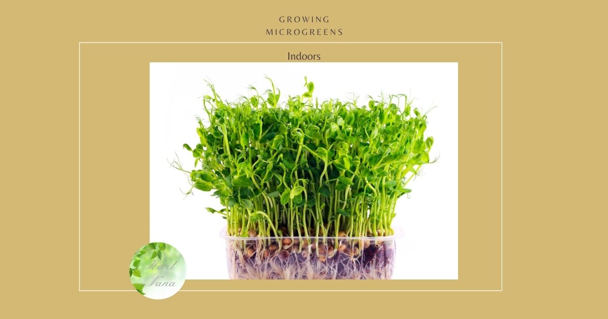 Growing Microgreens Indoors – Your Survival Might Depend On It