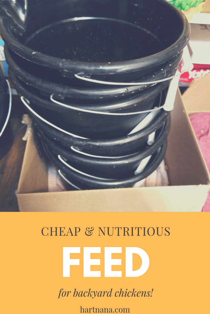 Fodder Feeding System For Backyard Chickens - Cheap & Nutritious