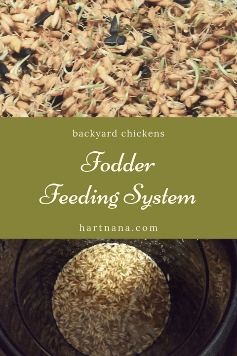 Fodder Feeding System for Backyard Chickens- Cheap & Nutritious