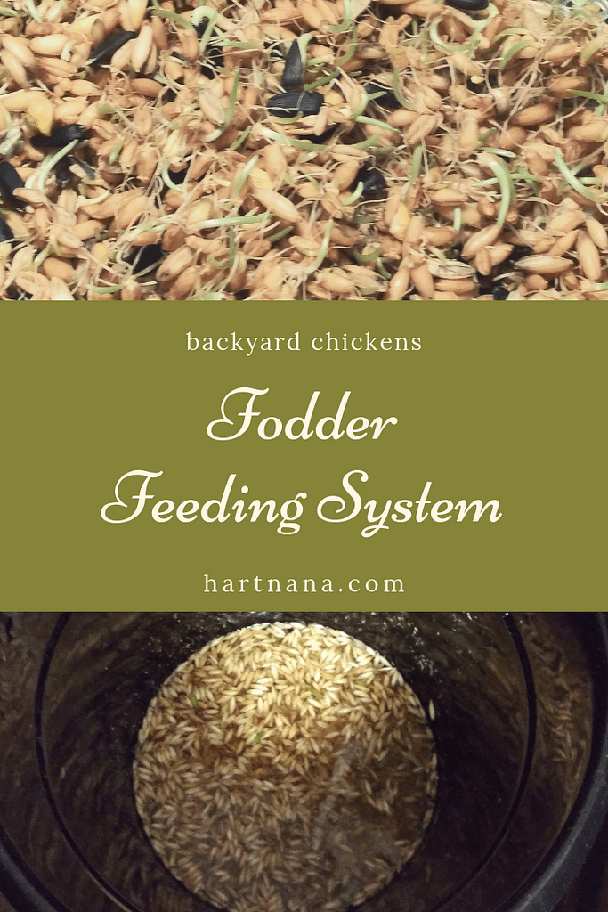 Backyard chickens - fodder feeding system we use for our 9 chickens. Cheaper than buying chicken feed.