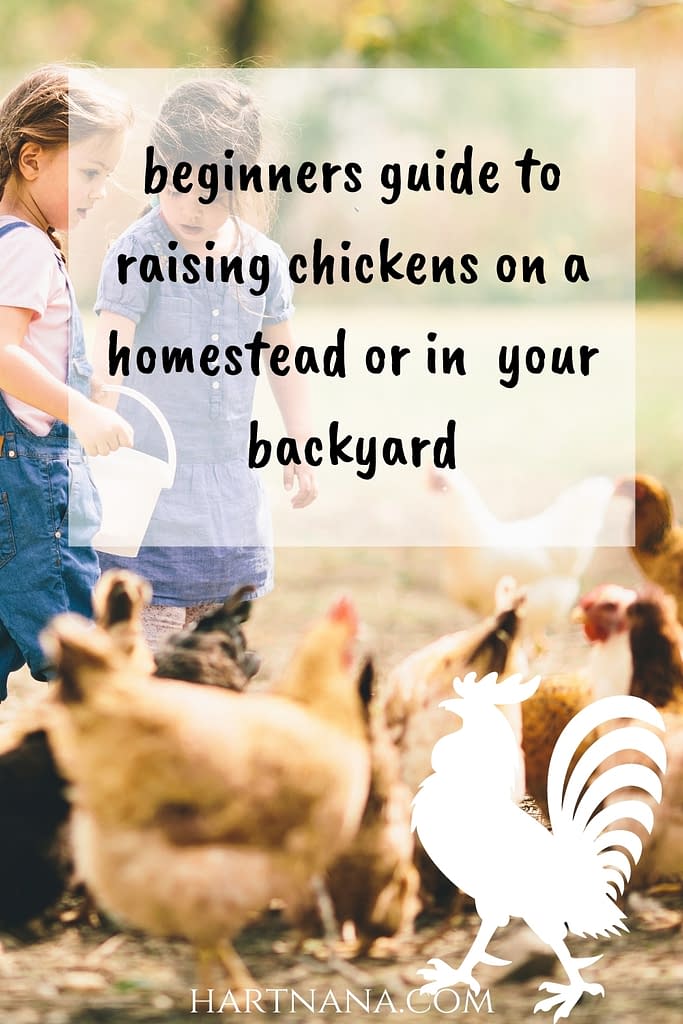 beginners guide raising backyard chickens