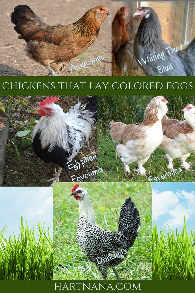backyard chickens that lay colored eggs