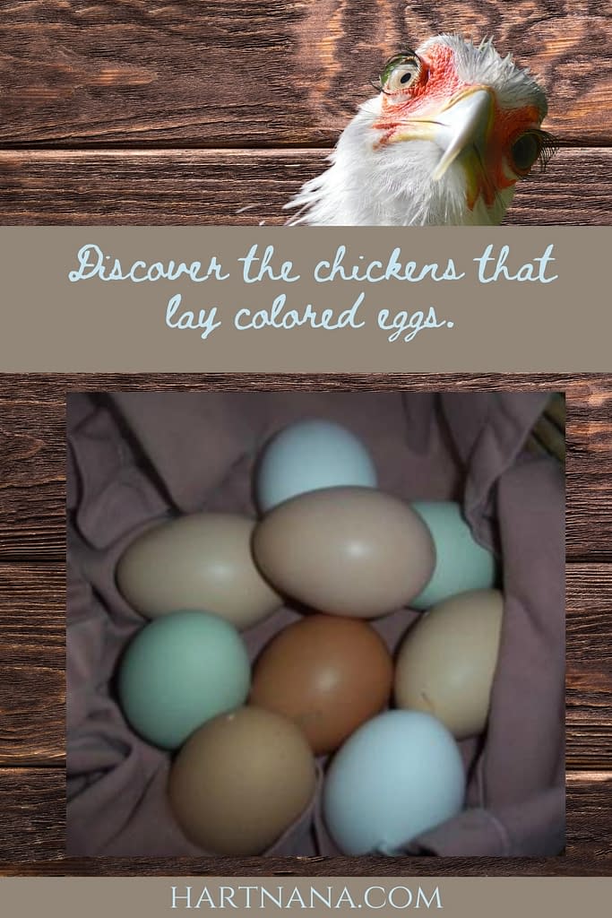 Discover which chickens lay colored eggs