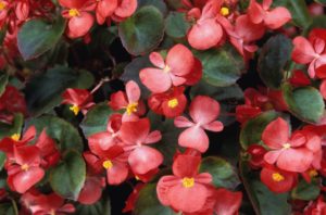 Begonias are good for you! Plant them and then eat them.
