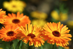 calendula health benefits of marigolds
