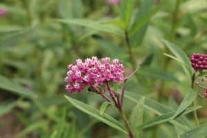 Milkweed - save the monarch butterflies and improve your health!
