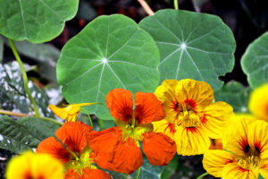 Nasturtiums are peppery and delicious