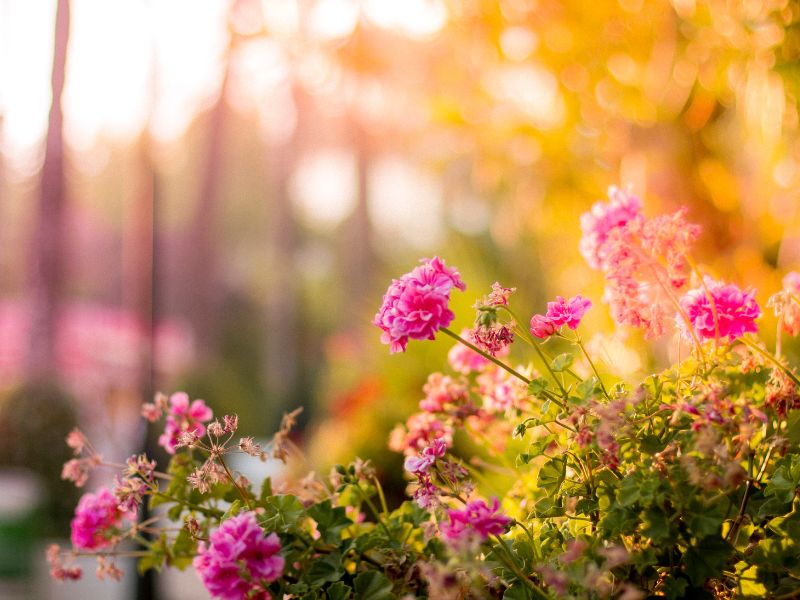 Foraging – How to Grow an Edible Flower Garden