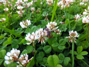 White clover - not quite the same as red cover but pretty close