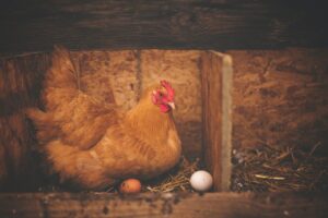 How to Solve Chickens Eating Eggs Problem – Ingenius Hack
